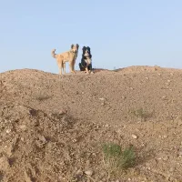 سگ گله ای ب شرط
