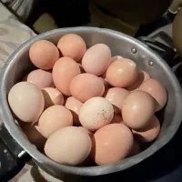 تخمه مرغ محلی