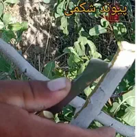 پیوند انواع درخت میوه و پسته و بادام و...