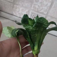 گل...|گل و گیاه طبیعی|همدان, |دیوار