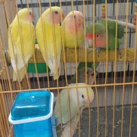 طوطی برزیلی جوجه