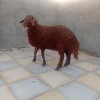 معاوضه گوسفند با وانت