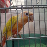 یک جفت رد چیک ۶ماهه