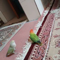 طوطی برزیلی