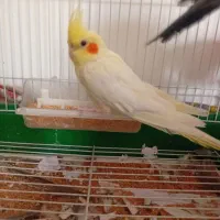 عروس هلندی ماده تخم گذار