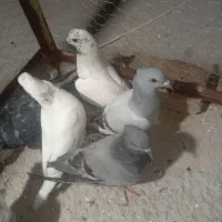 کفتر معاوضه ای یا توافقی