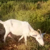 فروش بزسانن اصل سه شکم زایده ویک گلونش خشکه