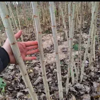 نهال صنوبر نگرا با قیمت مناسب