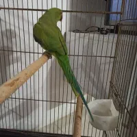 طوطی ملنگو ماده ۲ساله
