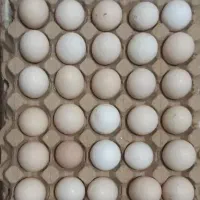 تخم مرغ محلی ۲۰۰۰۰ تومان