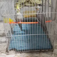 دو عدد عروس هلندی ماده سالم معاوضه با دوچرخه