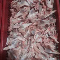اسکلت مرغ