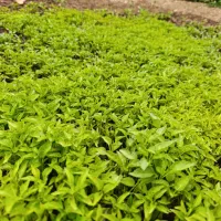 نشا|خدمات باغبانی و درختکاری|گوآور, |دیوار