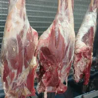 گوشت گوساله تازه
