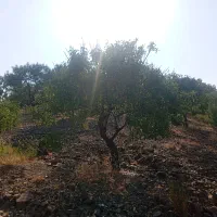 1000متر زمین کشاورزی