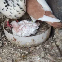یک کبوتر سوسکی یک چپ زرد یک جوجه
