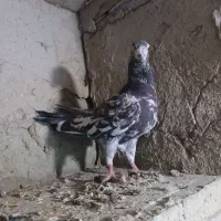 کبوتر نامور