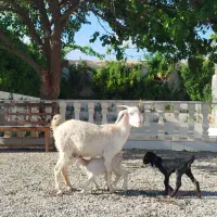 بز دورگ سانن  دوقلو