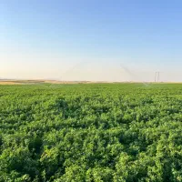 یونجه پر گل و تازه