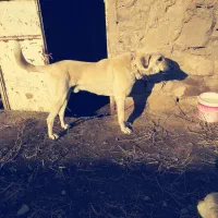 سگ پژدر|سگ|گلبهار, نوبهار|دیوار