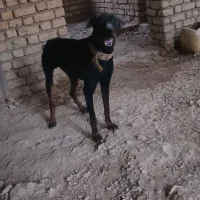 سگ دوبرمن