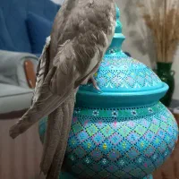 عروس هلندی