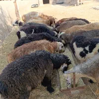 بره ماده ترکی زیرقوچ یکدست درشت  داشتی گله رو