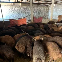 فروش بره پرواری درجه یک قربانی