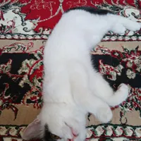 واگذاری رایگان