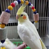 فروش عروس هلندی ماده دستی و سالم