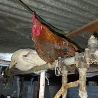 خروس