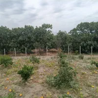 انجیر کلی
