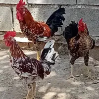 سه خروس جوان