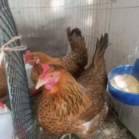 فروش ۱۷ عدد. مرغ بالغ دونه ۱تومن