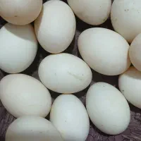 تخم اردک