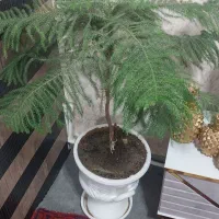 گل مطبخ|گل و گیاه طبیعی|اسکو, |دیوار