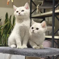 بریتیش چشم تیله ای