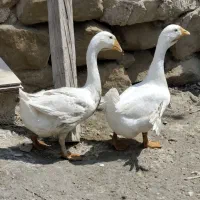 غاز|حیوانات مزرعه|هندیجان, |دیوار