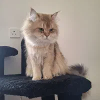 وارداتی اصیل لانگهیر