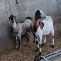 بز جوان