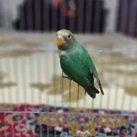 طوطی برزیلی