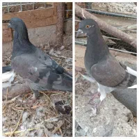 کبوتر
