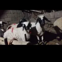 گوسفند میش و بره