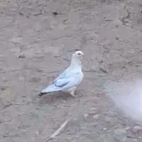 کفتر