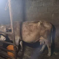 فر‌وش گاو و گوساله جرسی