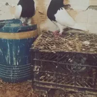 کبوتر طوقی