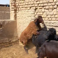بره|حیوانات مزرعه|اردکان, |دیوار