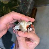 فروش سهره دورگ