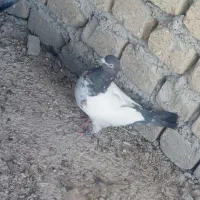 سه عدد کبوتر سینه‌ای