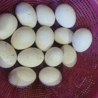 تخم مرغ محلی